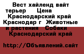 Вест хайленд вайт терьер   › Цена ­ 30 000 - Краснодарский край, Краснодар г. Животные и растения » Собаки   . Краснодарский край